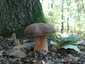 Bronzos vargánya (Boletus aereus), Budai-hegység